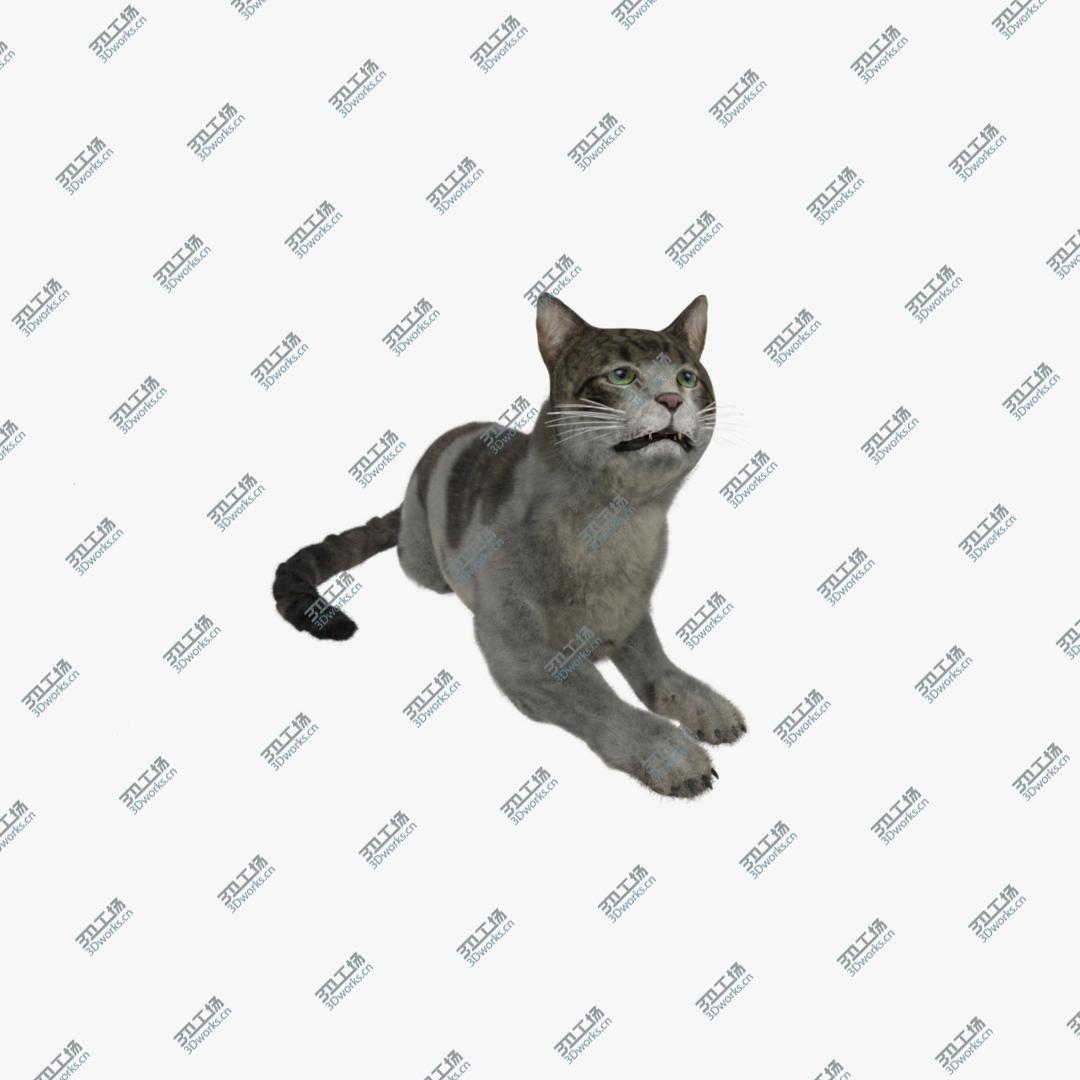 images/goods_img/202104093/Cat European Shorthair 3D model 3D model/1.jpg